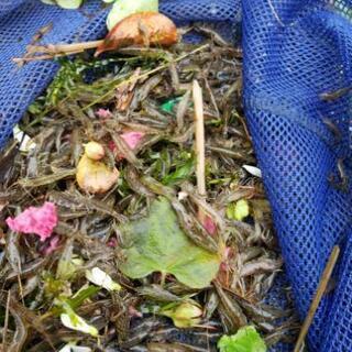 エビ、モエビ？沼エビ。の画像