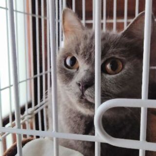 お目めクリクリ人懐こいブリティッシュ