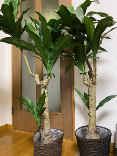 観葉植物(1個2000円、2個で3500円)