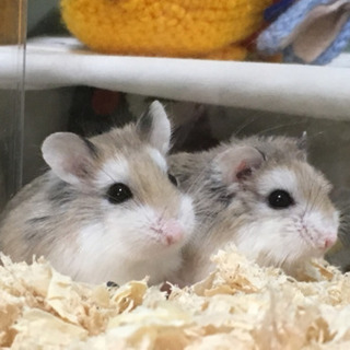 ロボロスキーハムスター里親募集中です。