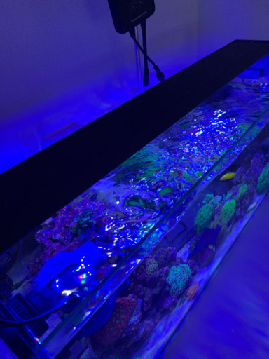 海水水槽に！保証期間内　グラッシーウィング