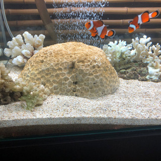 取り引き中　水槽の砂の画像