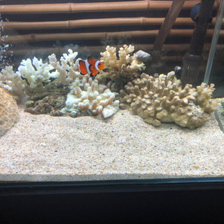 取り引き中　水槽の砂の画像