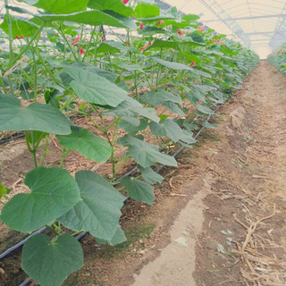 ハウス内での野菜の手入れ（キュウリ）の画像