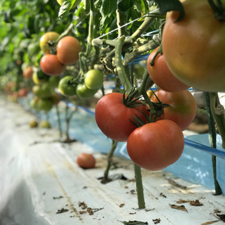 ハウス内での野菜の手入れ（キュウリ）の画像