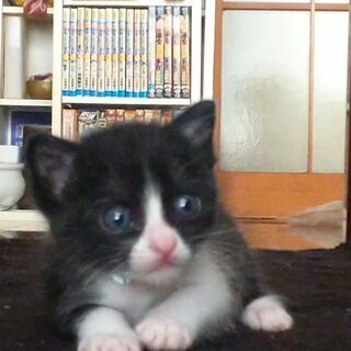 オスのハチワレにゃんを家族の一員として大事に育ててくださる方