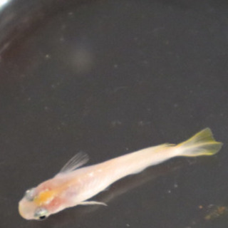 【再販】メダカ黄冠白菊　稚魚10匹　レッドラムズホーン付き