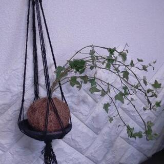苔玉　プランツハンガー　ハンギング　アイビー　観葉植物　koke...