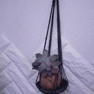苔玉　kokedama プランツハンガー　ハンギング　観葉植物　...
