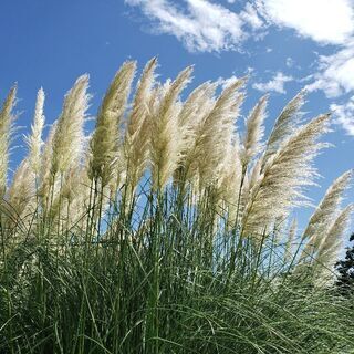 公園散歩しながら国際交流 - 青梅市