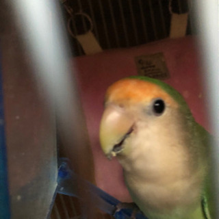 小桜インコ