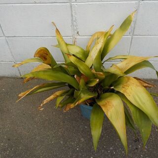 ハランの鉢植え
