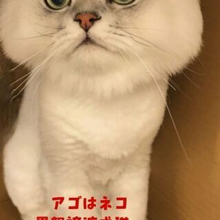 ペルシャチンチラシルバー男のコ去勢済み　　本文をよくご覧下さいませ。 　アゴはネコの画像