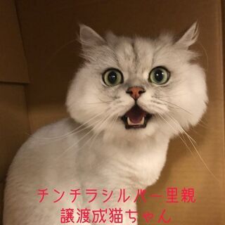 ペルシャチンチラシルバー男のコ去勢済み　　本文をよくご覧下さいませ。 　アゴはネコ - 渋谷区