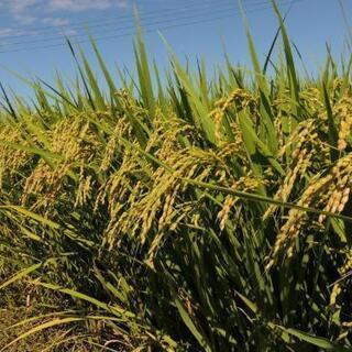 令和2年度　元気つくし 無洗米 10キロ