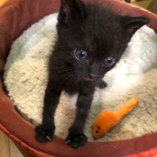 ふかふか黒毛の男の子　