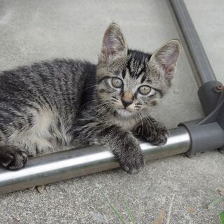 ７月20日生まれ、黒トラ、の可愛い子猫です
