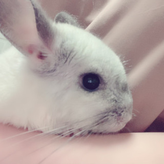 チンチラ