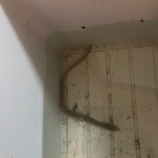 チビウナギ（30cm程）ペットに如何ですか？※写真載せました