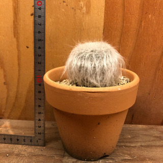 サボテン　鉢付きの画像