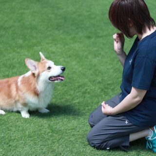 犬のしつけ教室