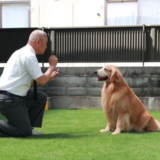 犬のしつけ教室の画像