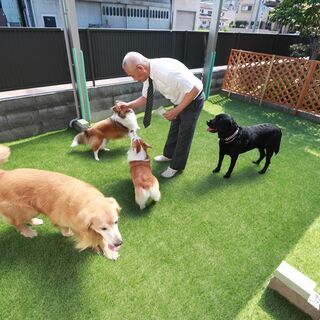 犬のしつけ教室の画像