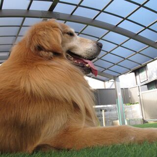犬のしつけ教室の画像