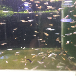 🐸カラフル光メダカ１０匹で 300円     >* ))))><の画像