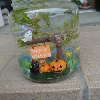 再販　Halloweenバージョン水槽　稚魚５匹メダカ入り