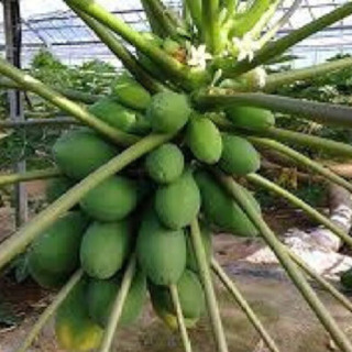パパイヤの種の画像
