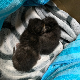 ※一旦停止 代理投稿です。生後一週間程の仔猫