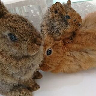 出張 あにまるパークmini  ※出張動物園