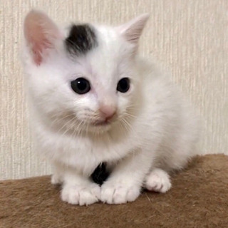 家族が決まりました☺︎【白黒】生後1ヶ月 男の子