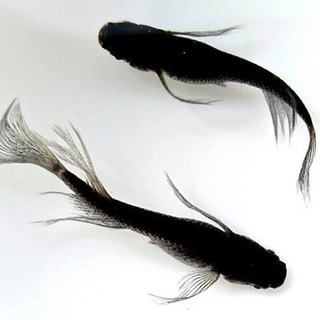 サタンめだか黒　若魚　雌雄5匹