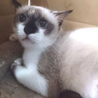 スノーシュー風★とても美猫な2才女の子