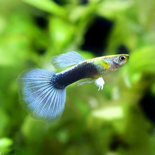 タキシードグッピー　若魚8匹