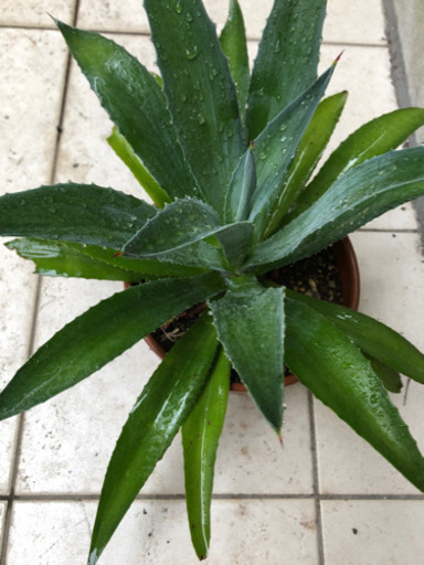 観葉植物 アガベ アオノリュウゼツラン