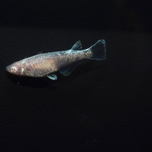 アルビノ鱗光　めだか　1ペア　ヤフオク入札有りの為受付終了