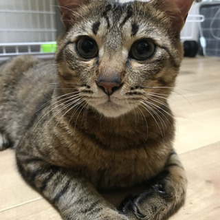 大切にして頂ける方、どうかよろしくお願い申し上げます。