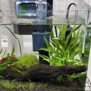 水槽　熱帯魚　水草　まとめ売り　お得の画像