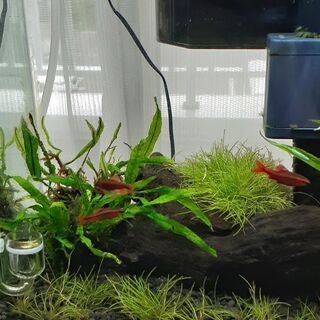 水槽　熱帯魚　水草　まとめ売り　お得の画像