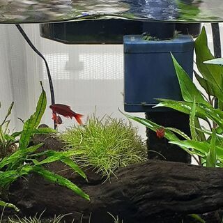 水槽　熱帯魚　水草　まとめ売り　お得の画像