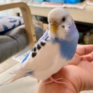 セキセイインコを探しています。