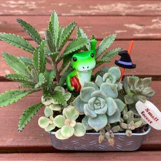 ハロウィンバージョン ★このまま飾れる★多肉植物 寄せ植え カエル