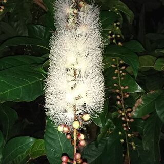 🍒綺麗な花サガリバナ 