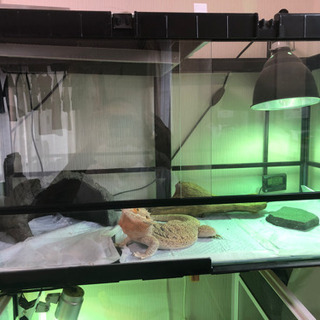 爬虫類ゲージ、用品　激安で譲ります！