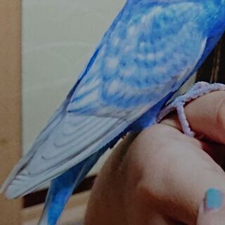 【解決済み】セキセイインコの迷子です
