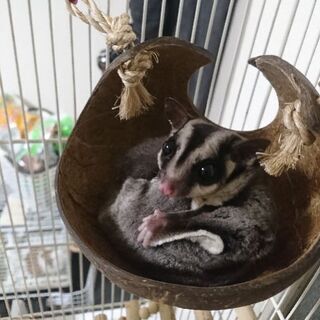 動物が好きな人