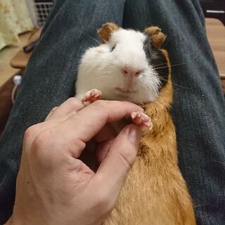 動物が好きな人 - その他